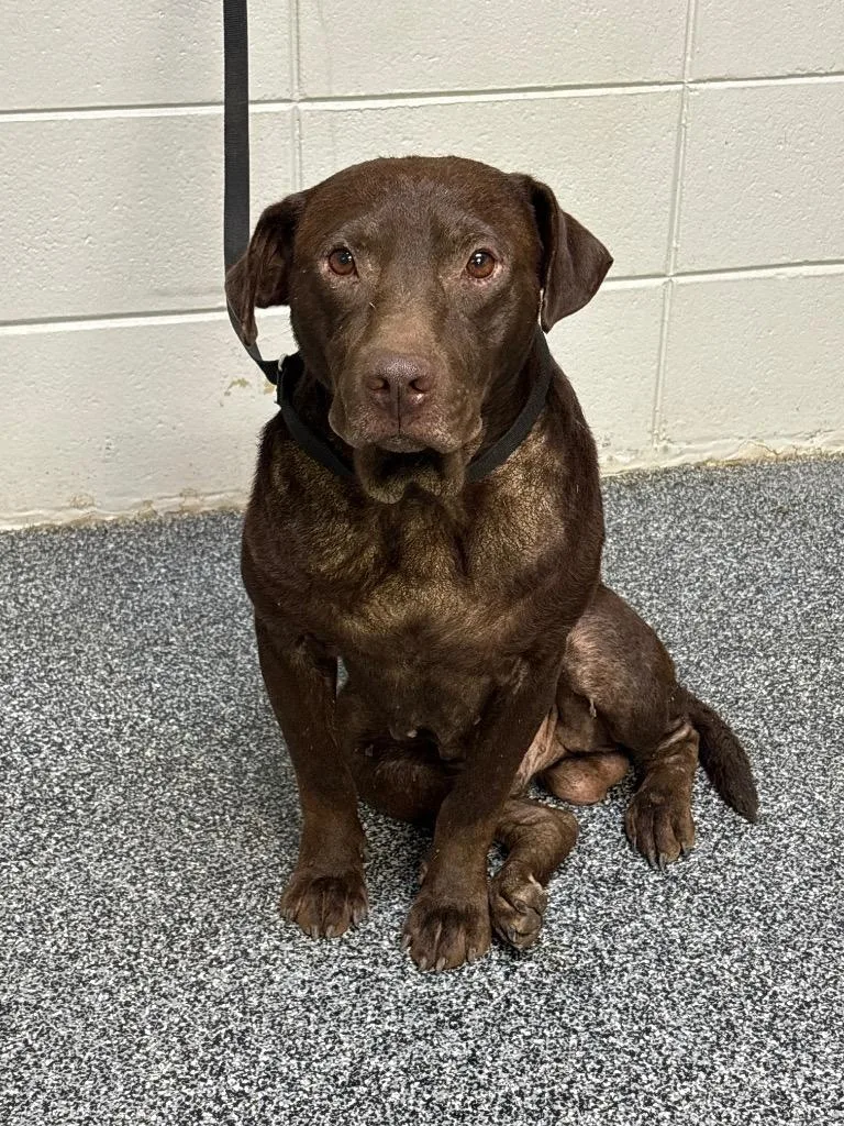 An adult large-sized male Mixed Breed dog named D Earl for adoption in Tifton, GA