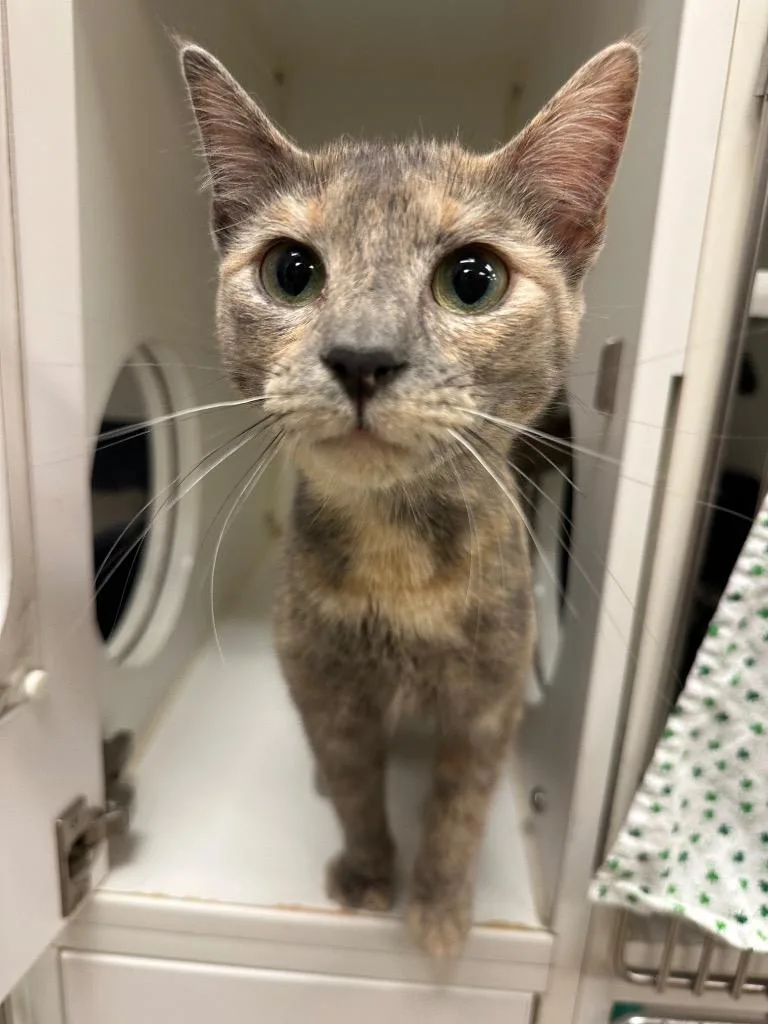 An adult medium-sized female Domestic Short Hair cat named Bobbie for adoption in Johnson City, TN
