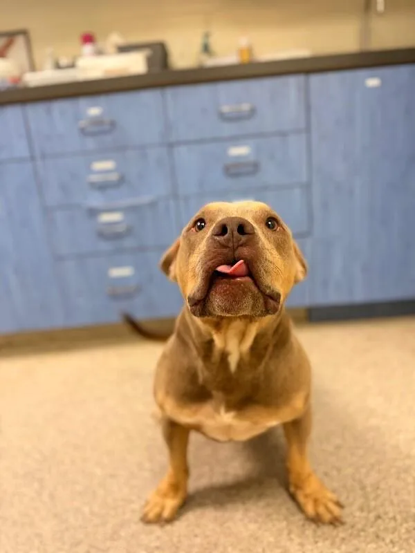 A young large-sized male Yellow / Tan / Blond / Fawn American Bulldog dog named Mike for adoption in Disputanta, VA