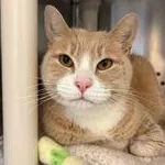An adult large-sized male Tabby (Buff / Tan / Fawn) Domestic Short Hair cat named Prince Charming for adoption in Reisterstown, MD