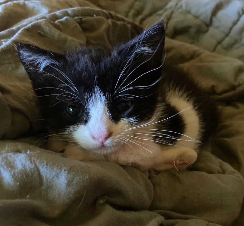A baby medium-sized male Black & White / Tuxedo Domestic Short Hair cat named Kirby for adoption in Fort Worth, TX