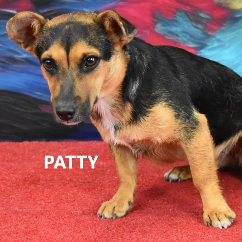 A young medium-sized female Black Mixed Breed dog named Patty for adoption in Yuma, AZ