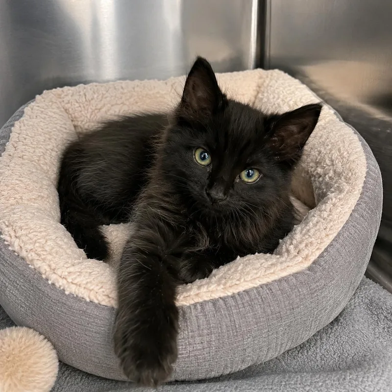 A baby medium-sized female Black Domestic Medium Hair cat named Cash for adoption in Cranston, RI