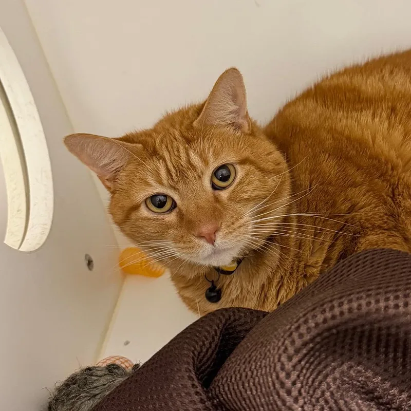 A senior extra large-sized male Orange / Red Domestic Short Hair cat named Loki for adoption in Winston Salem, NC