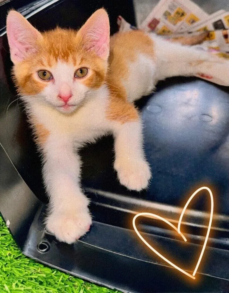 A baby small-sized male Domestic Short Hair cat named Nacho PC for adoption in Greenville, SC