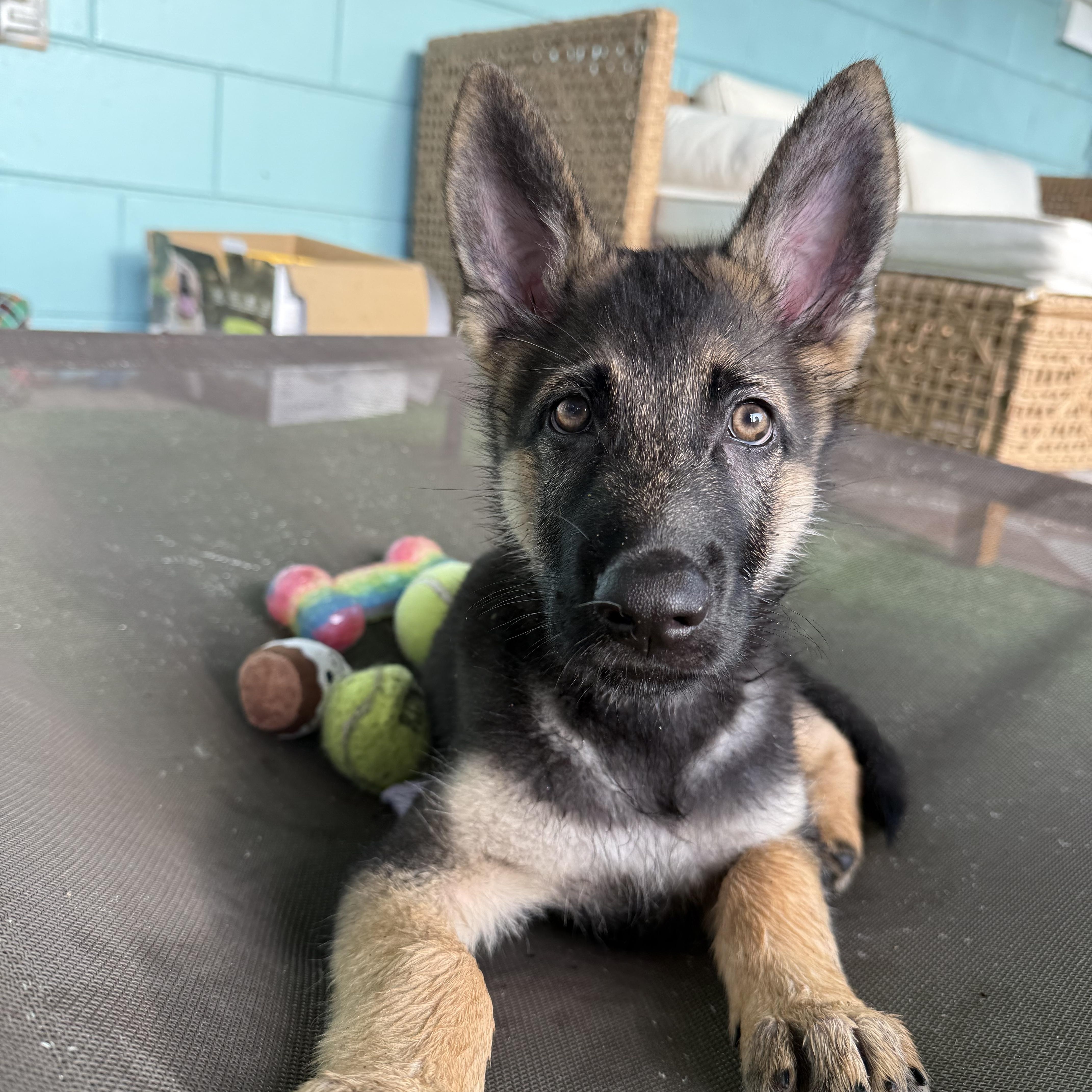 Luca