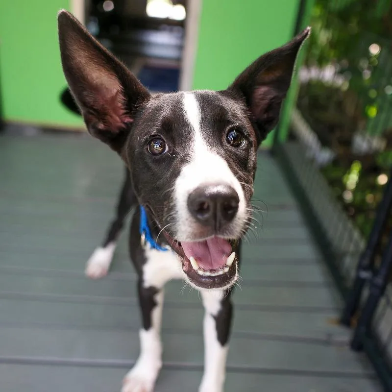 A young medium-sized female Black Mixed Breed dog named Kathy for adoption in Bradenton, FL