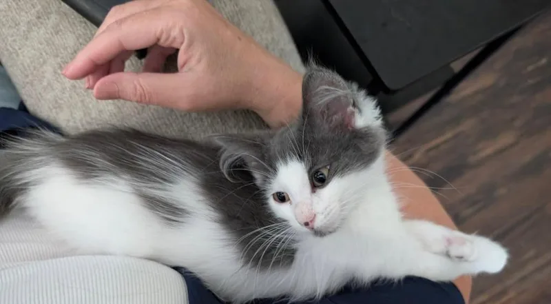 A baby small-sized male Domestic Long Hair cat named Allan for adoption in Gorham, ME