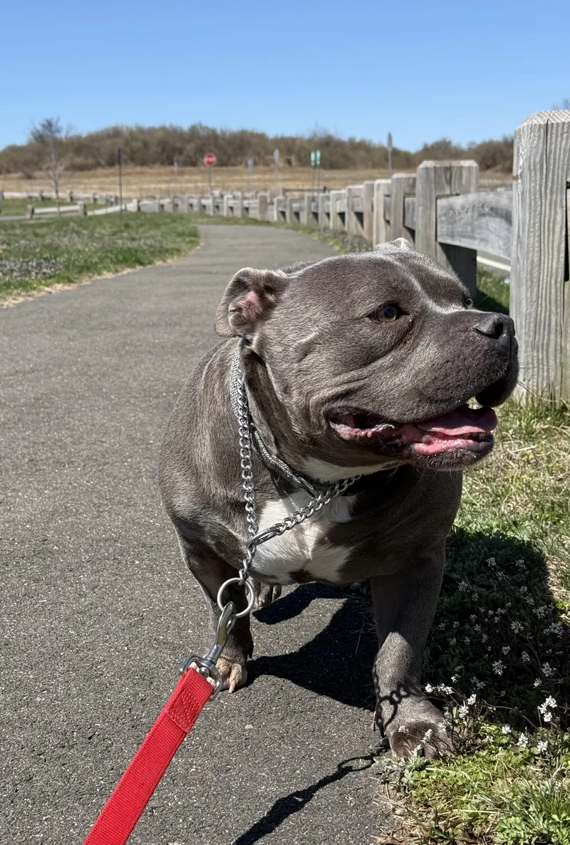 A young large-sized female Gray / Blue / Silver Pit Bull Terrier dog named Ruby for adoption in Milford, CT