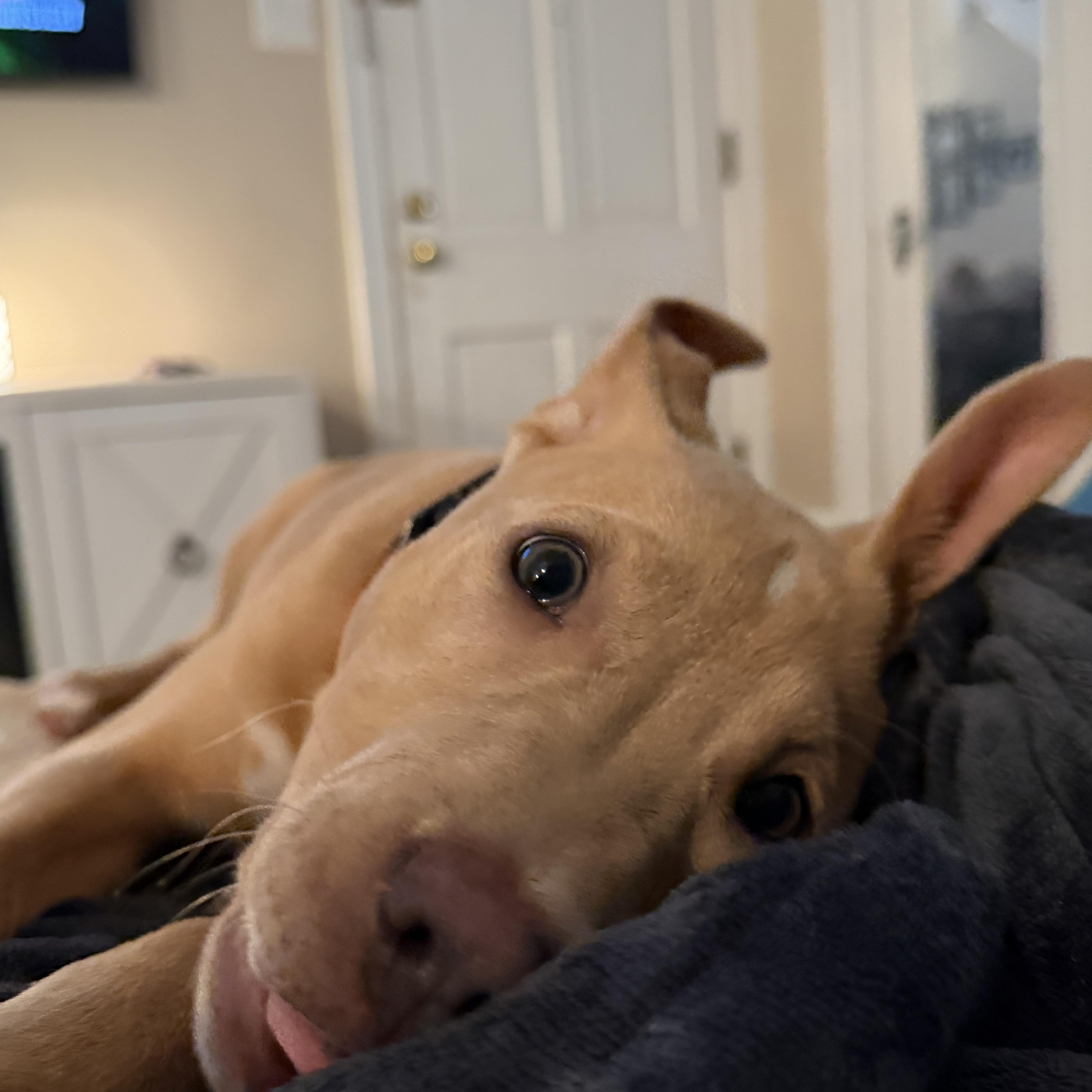A baby medium-sized female Apricot / Beige Labrador Retriever dog named Martini for adoption in Avondale, PA