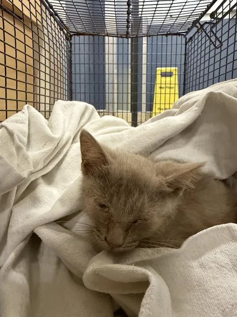 A young small-sized male Domestic Short Hair cat named Angel for adoption in Miami, FL