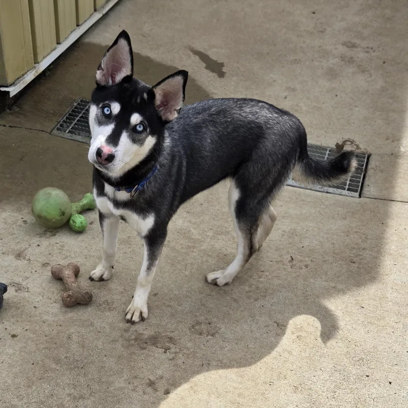 Sapphire thumbnail 3