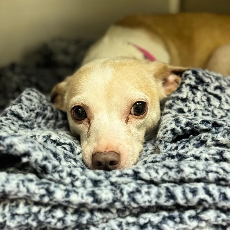 An adult small-sized female Yellow / Tan / Blond / Fawn Mixed Breed dog named Georgia for adoption in Auburn, AL
