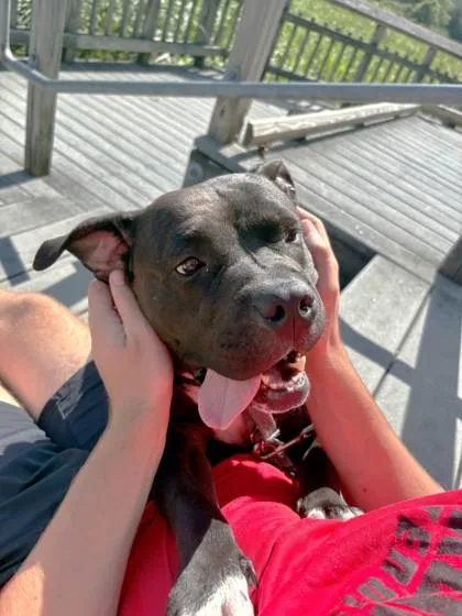 An adult large-sized female Mixed Breed dog named Diva for adoption in West Chester, PA