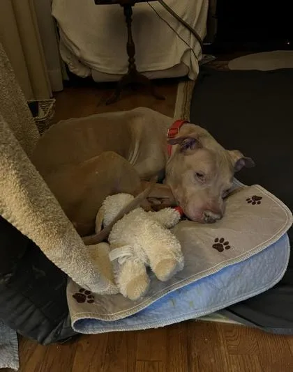 A senior large-sized male Mixed Breed dog named Brooksin for adoption in Chamblee, GA