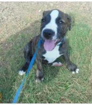A baby medium-sized male Mixed Breed dog named Roscoe for adoption in West Chester, PA