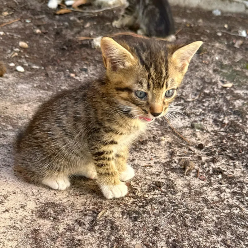 A baby medium-sized male Tabby cat named Xander for adoption in Kingwood, TX