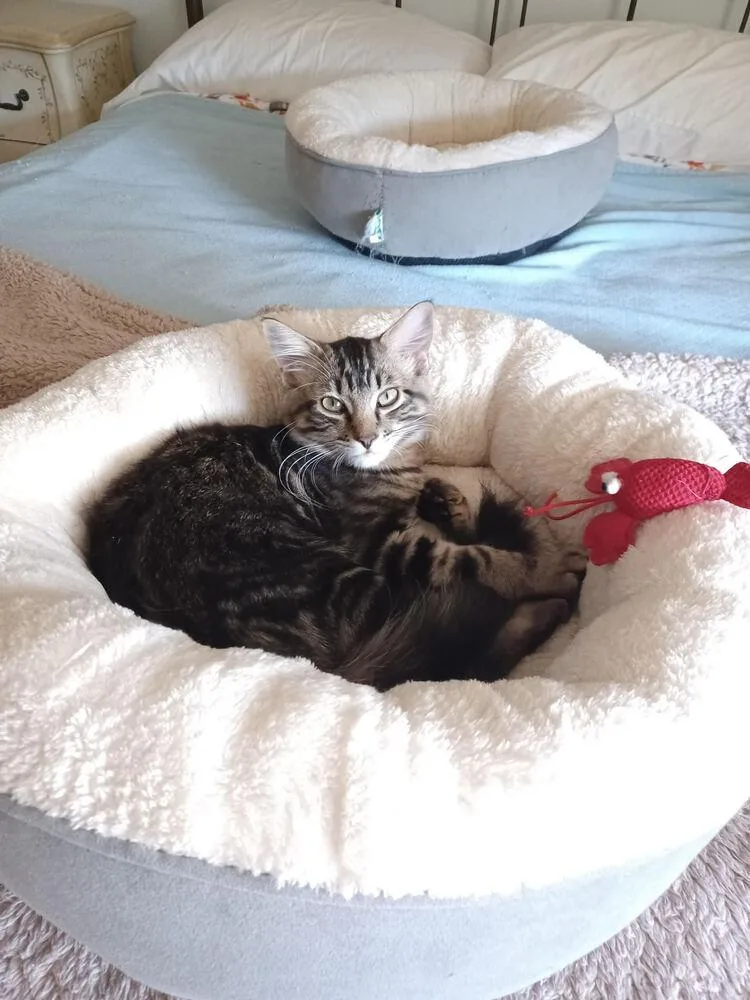 A baby small-sized male Tabby (Brown / Chocolate) Domestic Short Hair cat named Junior for adoption in Lancaster, CA