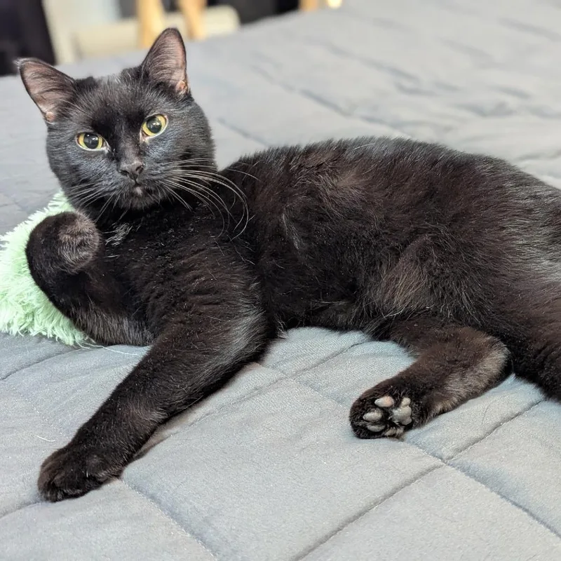 An adult small-sized female Black Domestic Short Hair cat named Cinna for adoption in Eagle Mountain, UT