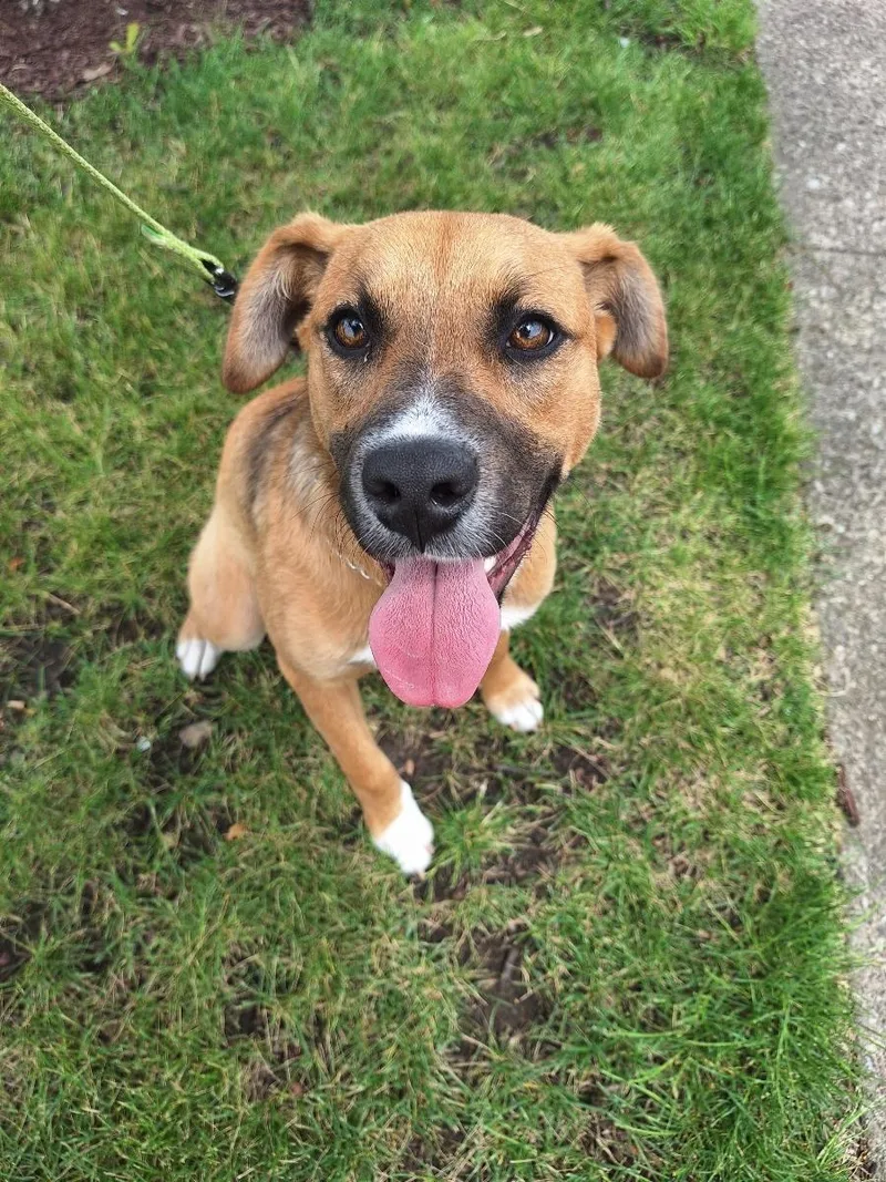 A young medium-sized male Black Mixed Breed dog named Patch for adoption in Parma, OH