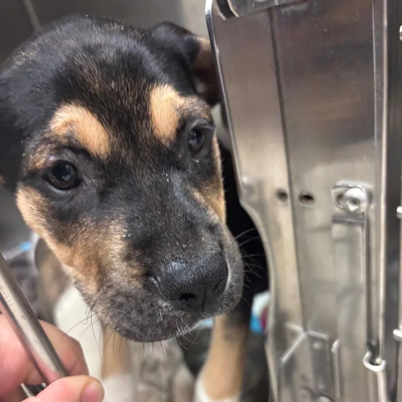 A baby small-sized female Black Mixed Breed dog named Amethyst for adoption in Charleston, WV