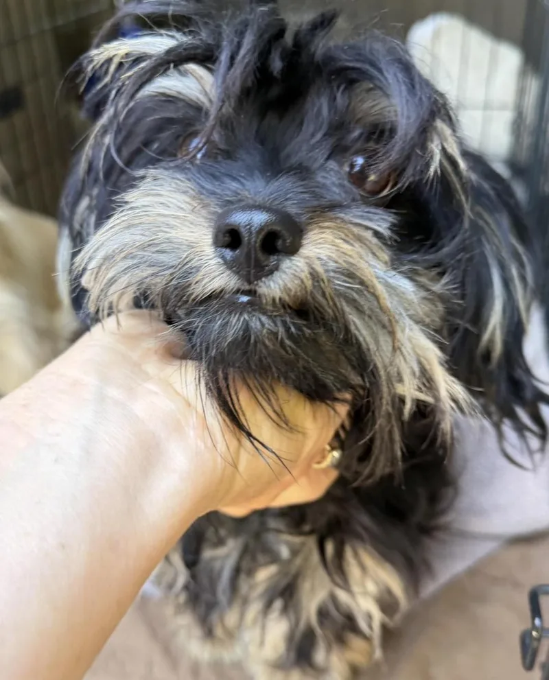 A young small-sized male Black Yorkie Poo dog named Chewy for adoption in Santa Rosa, CA