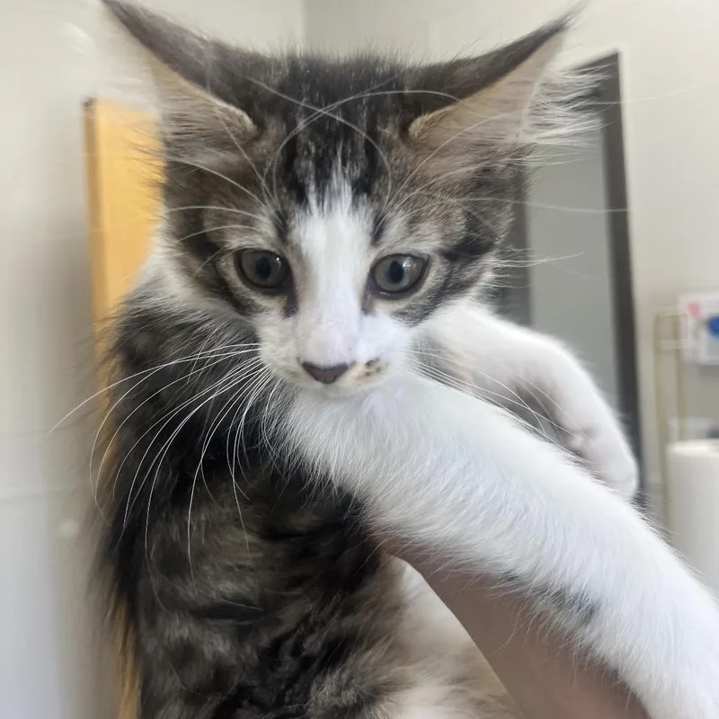 A baby small-sized male White Domestic Medium Hair cat named Jimmy Johns for adoption in Columbiana, AL