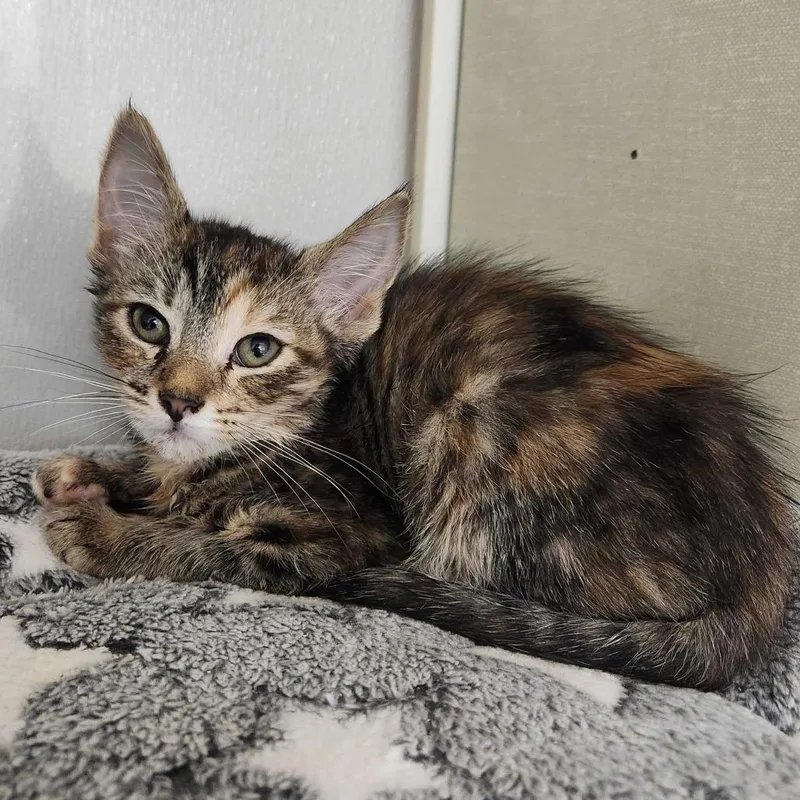 A baby small-sized female Torbie Domestic Short Hair cat named Banana for adoption in Sunnyvale, CA