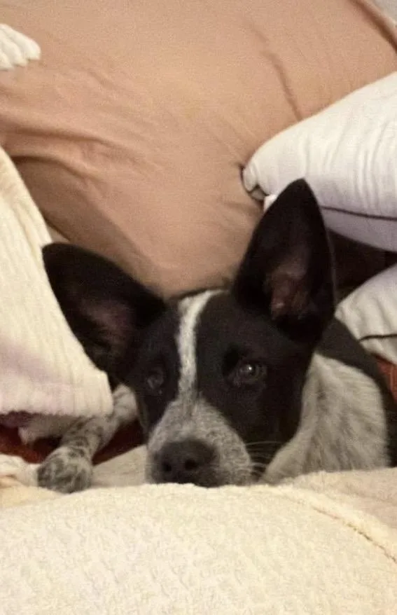 A baby medium-sized male Gray / Blue / Silver Australian Cattle Dog / Blue Heeler dog named Rooster for adoption in Rock Hill, SC