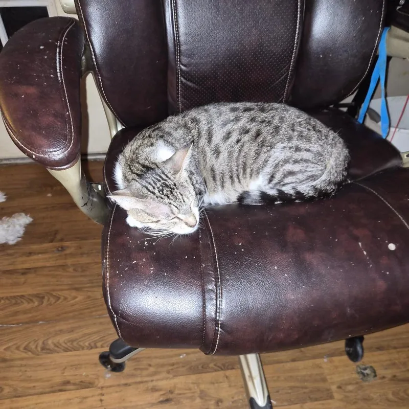 A young medium-sized female Domestic Short Hair cat named Snacks for adoption in San Antonio, TX