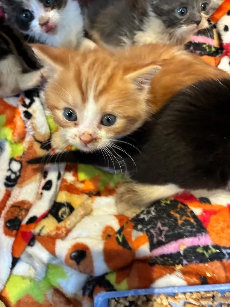 A baby small-sized male Domestic Short Hair cat named Linus for adoption in Pine Grove, PA
