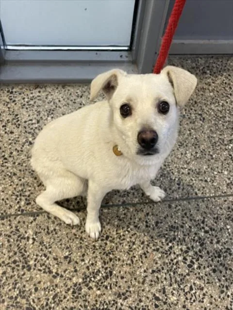 An adult small-sized male Chihuahua dog named Tallo for adoption in Tracy, CA
