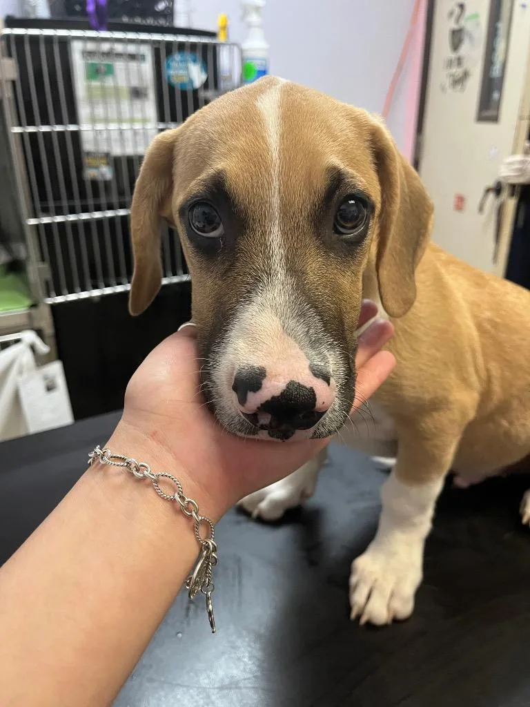 A baby medium-sized male Labrador Retriever dog named Phlox for adoption in New Braunfels, TX