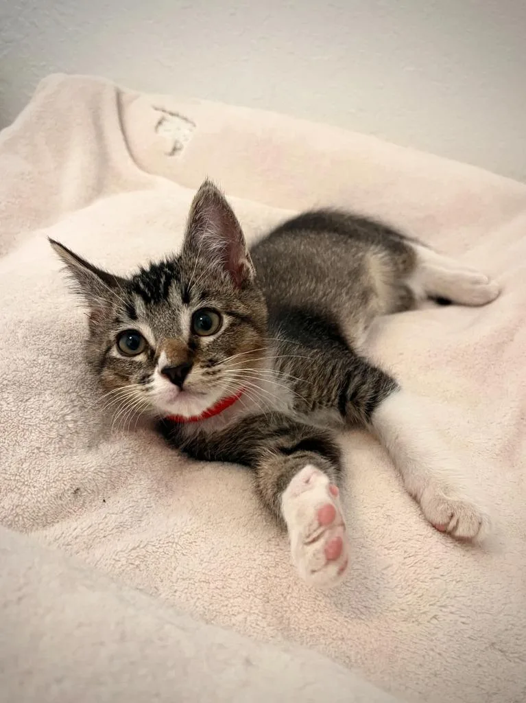 A baby small-sized male Domestic Short Hair cat named Reed for adoption in Los Angeles, CA