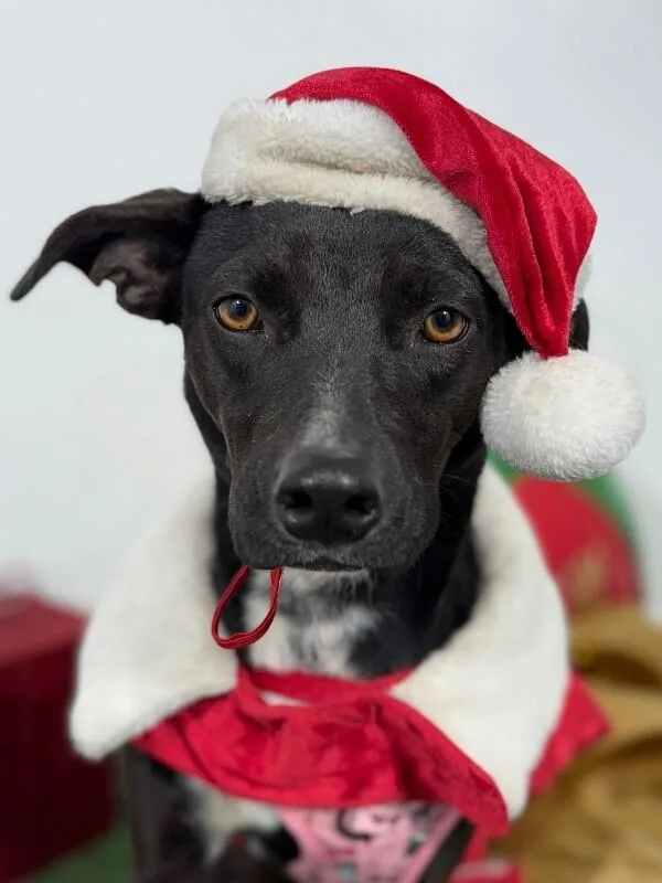 A young small-sized female Black Black Labrador Retriever dog named Prieta for adoption in Carlsbad, CA