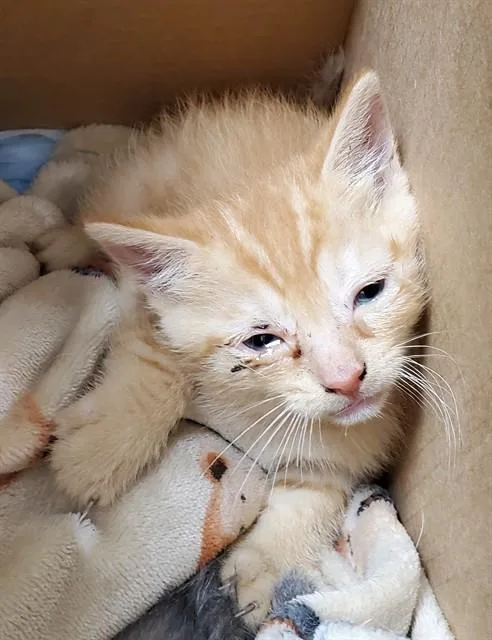 A baby small-sized male Domestic Short Hair cat named Bam Bam for adoption in Fort Lauderdale, FL