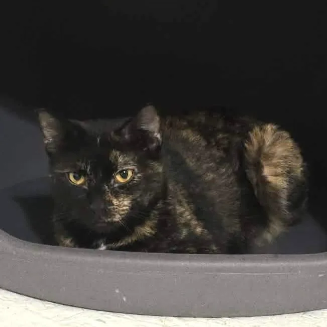 An adult medium-sized female Tortoiseshell Domestic Short Hair cat named Sunbeam for adoption in Vine Grove, KY