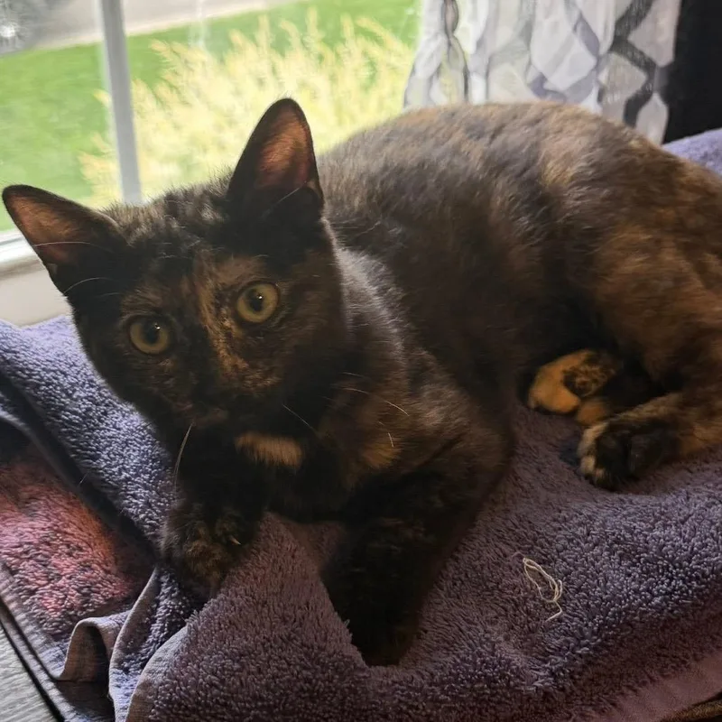 A young medium-sized female Tortoiseshell Domestic Short Hair cat named Tanzie for adoption in Newark, NJ