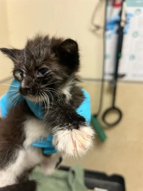 A baby small-sized male Domestic Short Hair cat named Yogurt for adoption in Riverside, CA