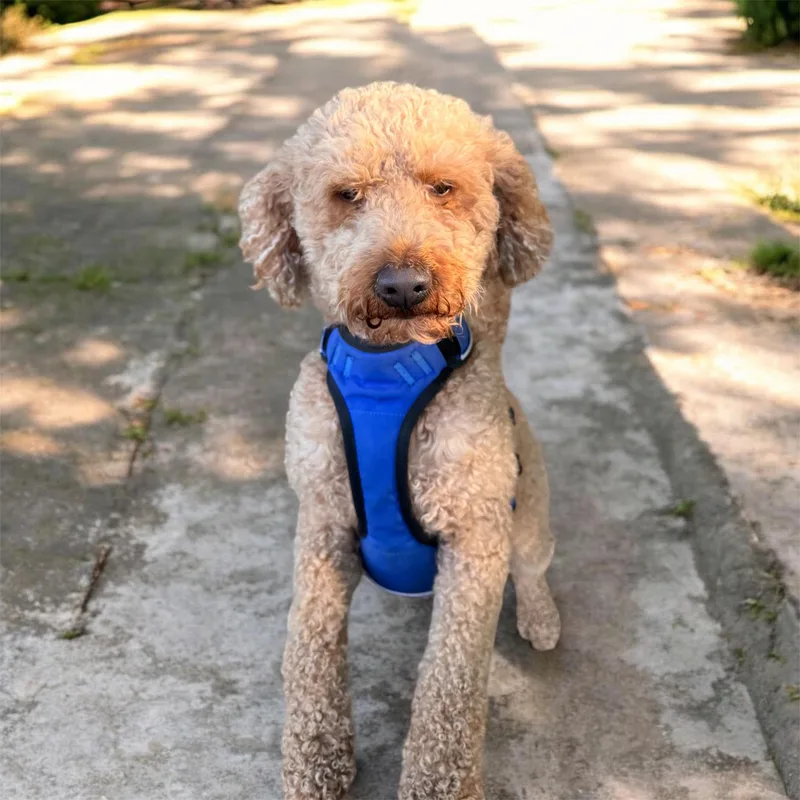 An adult small-sized male Goldendoodle dog named Charlie for adoption in Sequatchie, TN