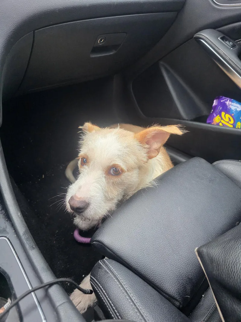 An adult medium-sized female Terrier dog named Blanche for adoption in Holly Springs, NC