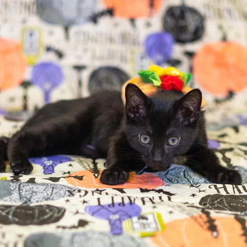A baby small-sized female Black Domestic Short Hair cat named Blade for adoption in Wilmington, DE