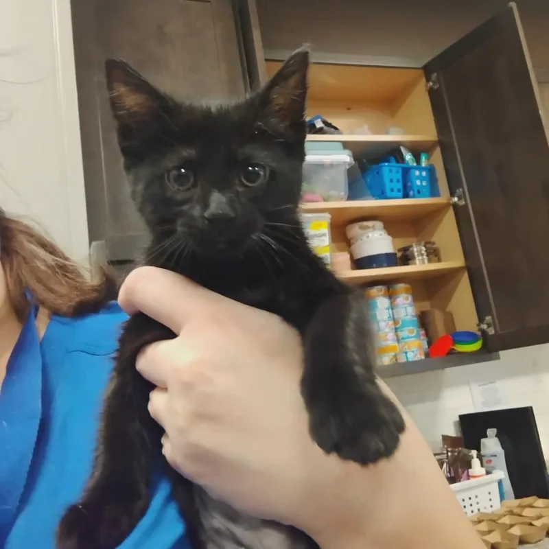 Blade thumbnail 3