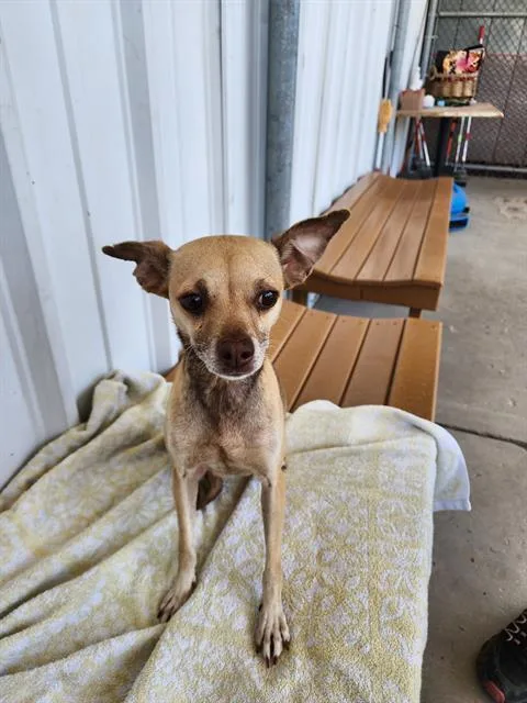 A young small-sized female Chihuahua dog named Misty for adoption in Bakersfield, CA