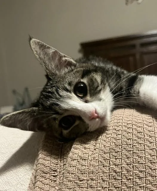 A baby small-sized female Domestic Short Hair cat named Darla for adoption in Thornton, CO