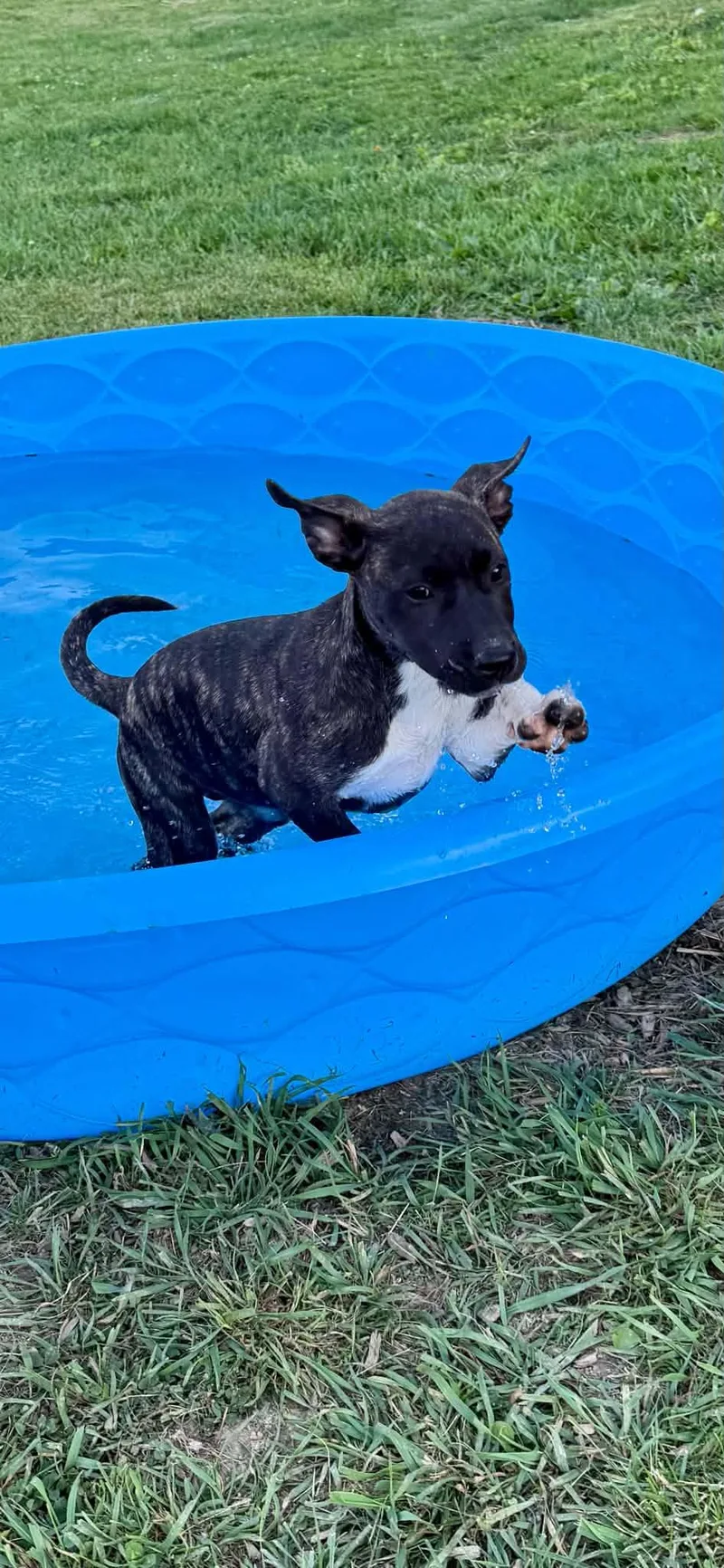 A baby medium-sized female Brindle Boxer dog named Gia for adoption in Hatfield, PA