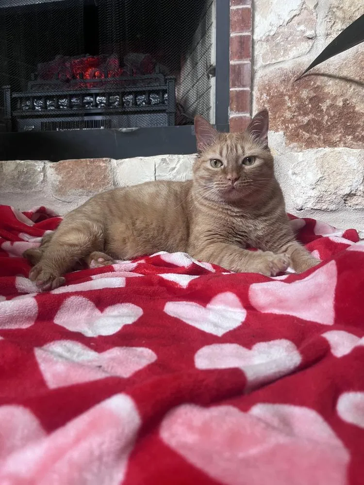 An adult large-sized male Orange / Red Domestic Short Hair cat named Appa for adoption in Dallas, TX