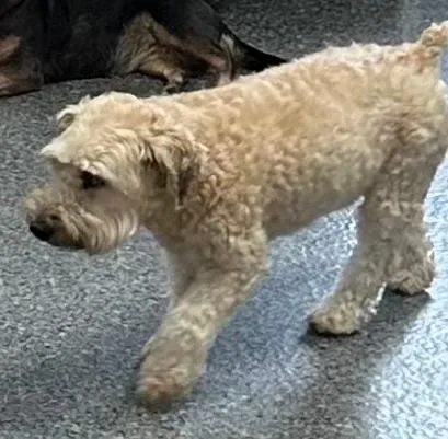 An adult medium-sized female Yellow / Tan / Blond / Fawn Wheaten Terrier dog named Doris for adoption in East Brunswick, NJ