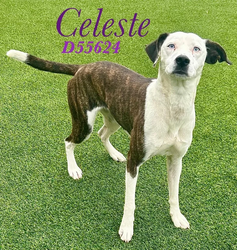 A young medium-sized female Jack Russell Terrier dog named Celeste for adoption in Clarksville, TN