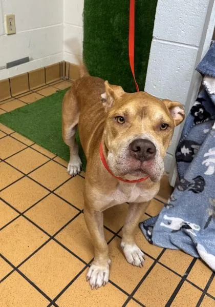 An adult large-sized male Terrier dog named Boss for adoption in Gainesville, FL